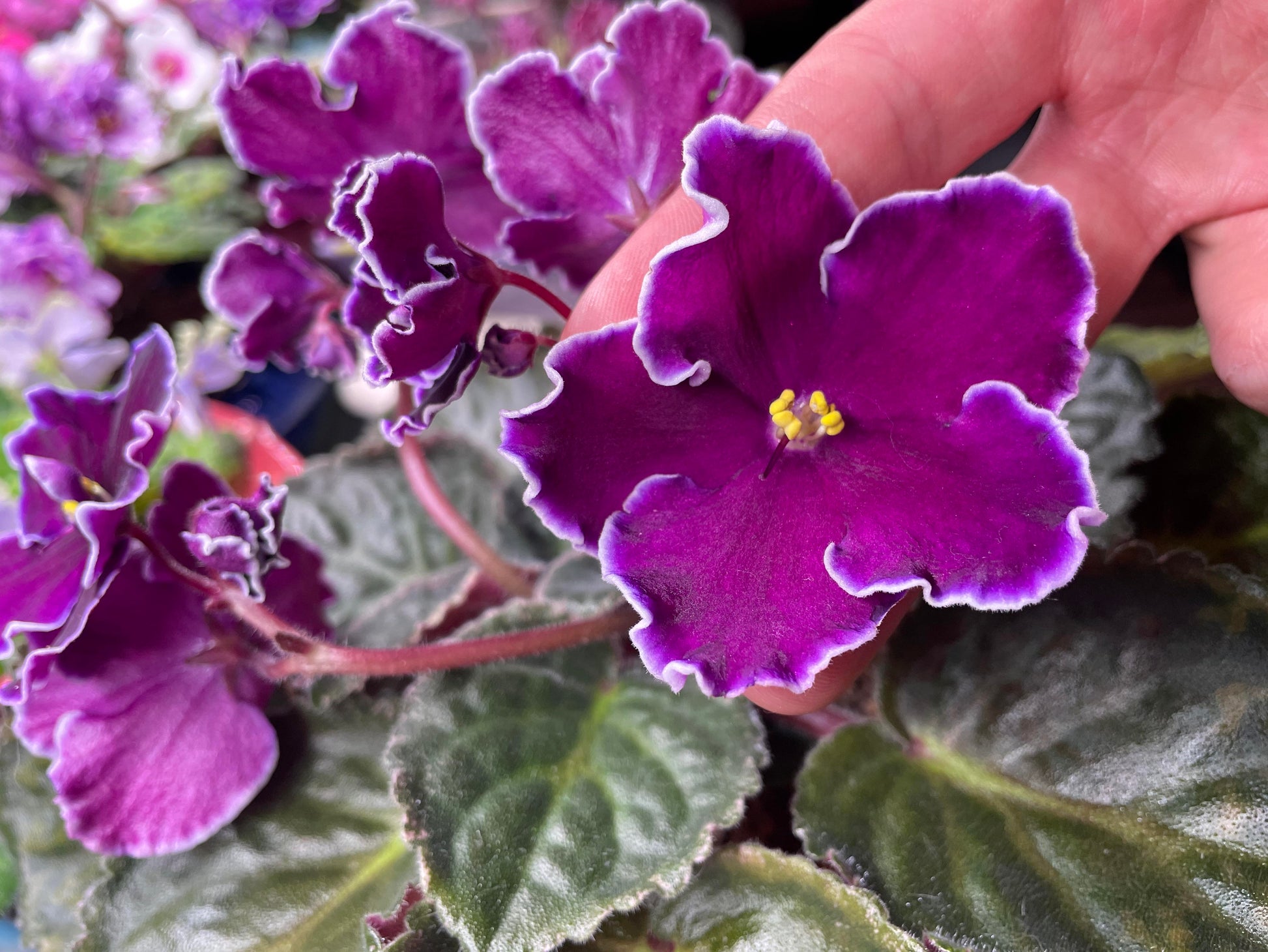 African Violett Blumensamen zur Aussaat – Garten beliebt – Traditionssorte & ohne Gentechnik Samen Hausgarten