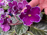 African Violett Blumensamen zur Aussaat – Garten beliebt – Traditionssorte & ohne Gentechnik Samen Hausgarten