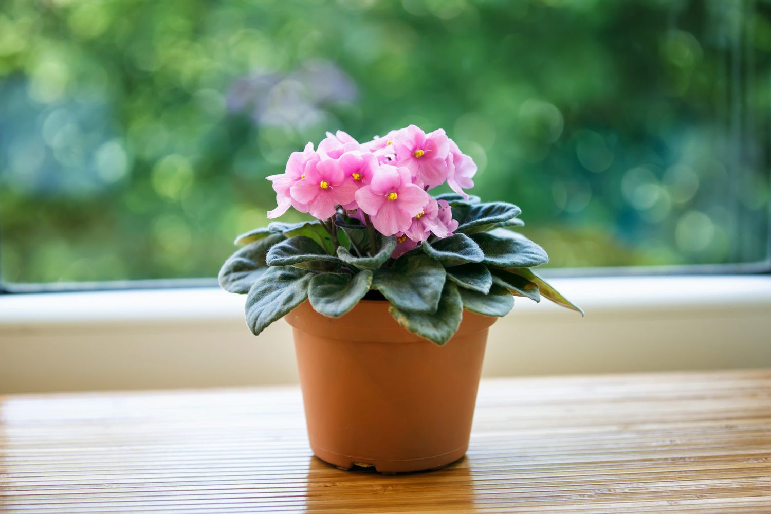 African violet pflanzen used as ground cover