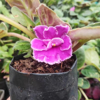 African violet light rosa blumen in töpfen