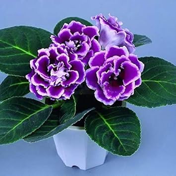 Close-up of african violet velvety leaves