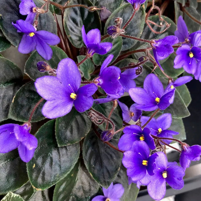 African violet samen for anpflanzung