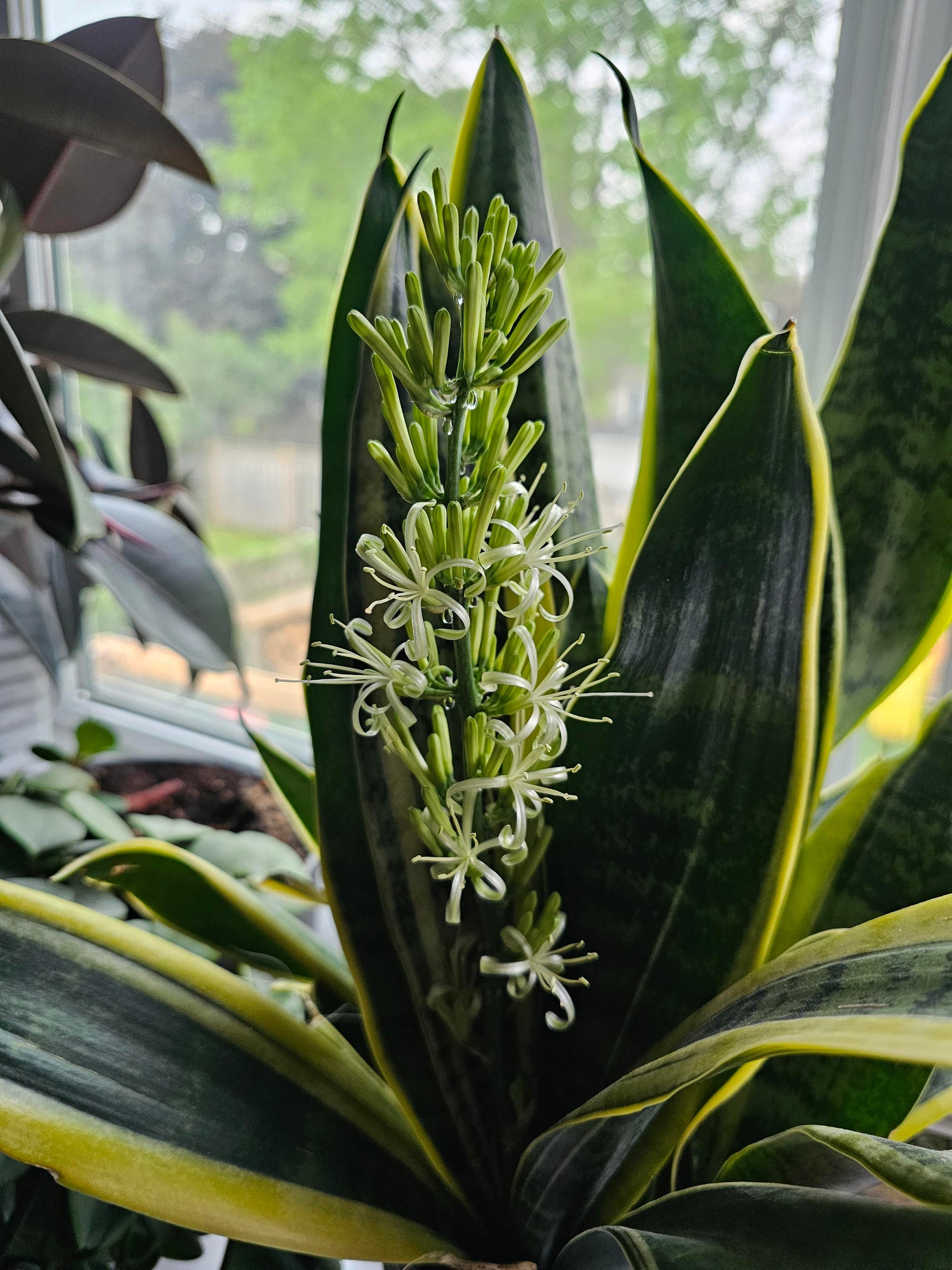Sansevieria Blumensamen zur Aussaat hochwertige Qualitäts- Traditionssorte & ohne Gentechnik Samen Hausgarten