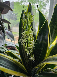 Sansevieria Blumensamen zur Aussaat hochwertige Qualitäts- Traditionssorte & ohne Gentechnik Samen Hausgarten