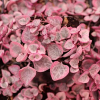 Ceropegia String Hearts Pretty Rosa Samen Blumensamen zur Aussaat – pflegeleicht – Traditionssorte & ohne Gentechnik Samen Hausgarten