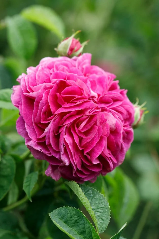 Charles de Mills Blumensamen zur Aussaat – Wildblume Mischung – Traditionssorte & ohne Gentechnik Samen Hausgarten