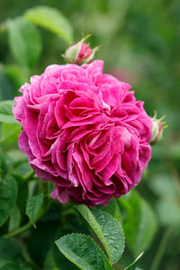 Charles de Mills Blumensamen zur Aussaat – Wildblume Mischung – Traditionssorte & ohne Gentechnik Samen Hausgarten