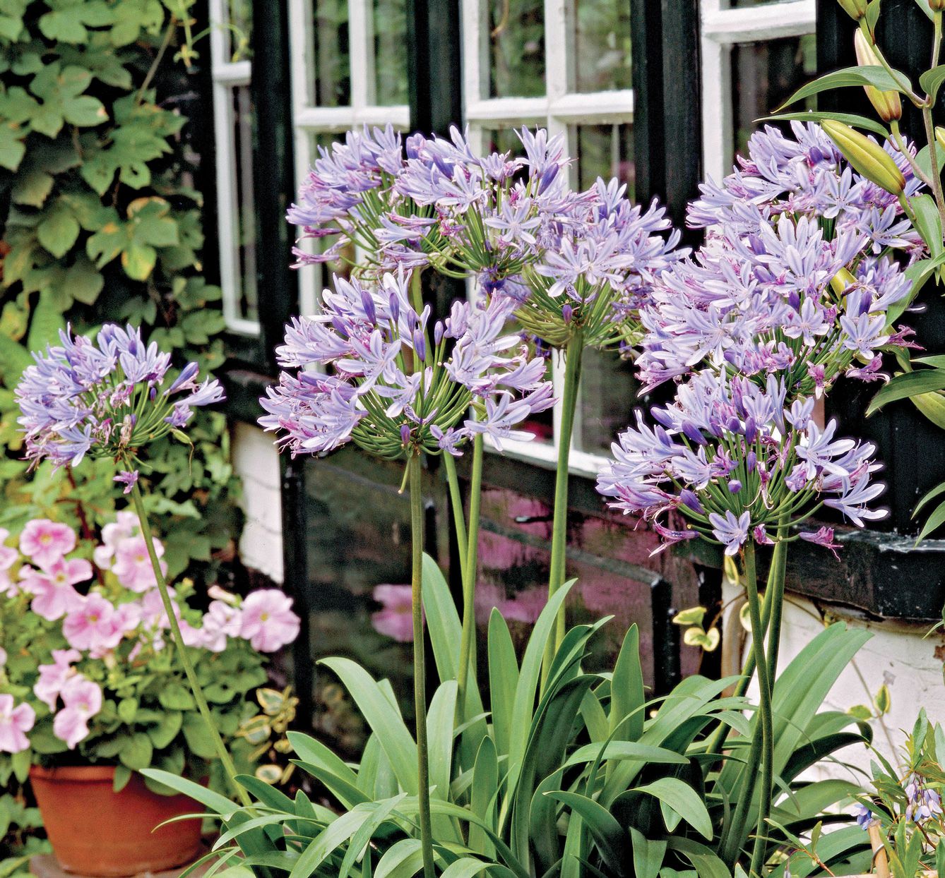 Agapanthus pflanze used as ground cover