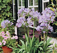 Agapanthus pflanze used as ground cover