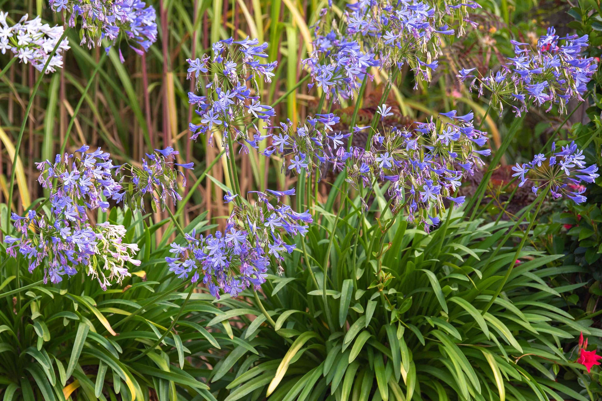 hell Blau Agapanthus Blumensamen zur Aussaat – duftend Blüten – Traditionssorte & ohne Gentechnik Samen Hausgarten