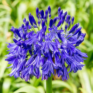 Mischung Agapanthus Blume Samen zur Aussaat – leuchtend mehrjährige Samen a Garten