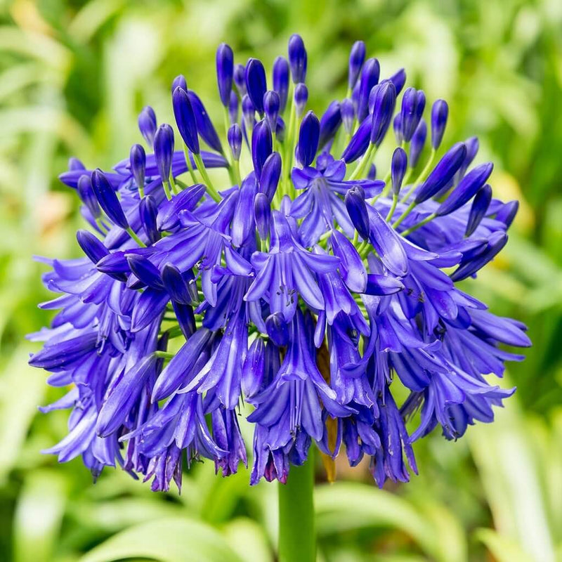 Mischung Agapanthus Blume Samen zur Aussaat – leuchtend mehrjährige Samen a Garten
