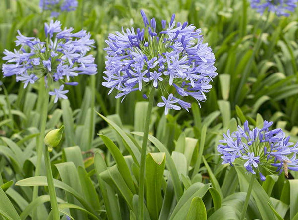 Mischung Agapanthus Blume Samen zur Aussaat – leuchtend mehrjährige Samen a Garten