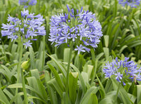 Mischung Agapanthus Blume Samen zur Aussaat – leuchtend mehrjährige Samen a Garten