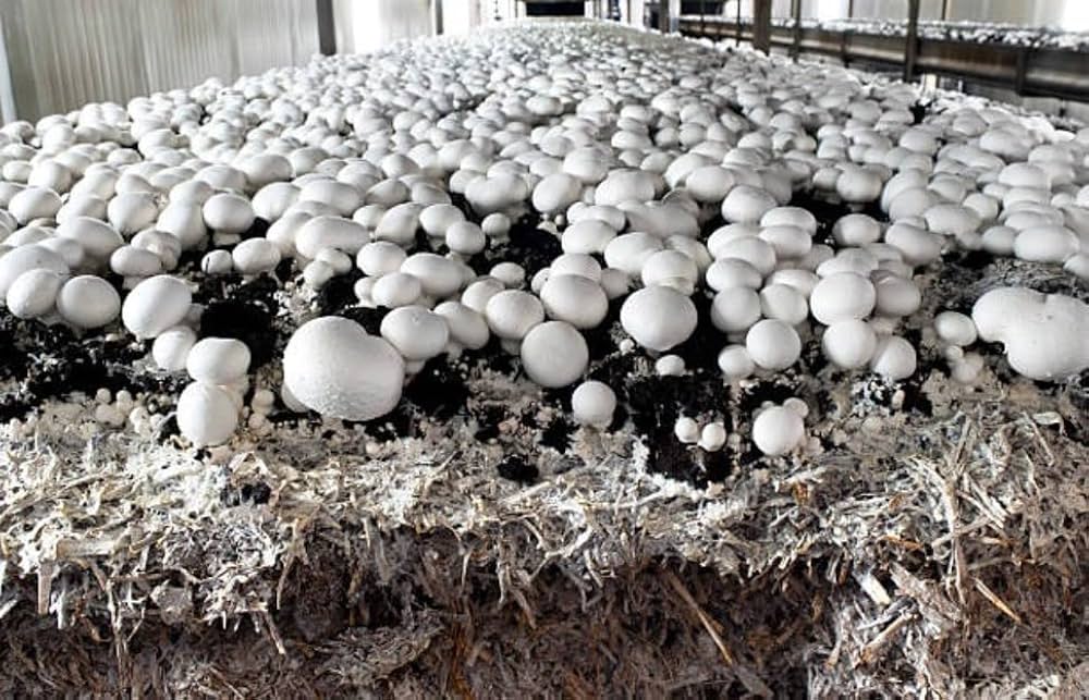 Agaricus bisporus pilze thriving in an edible bed