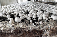 Agaricus bisporus pilze thriving in an edible bed