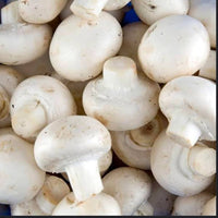 Agaricus bisporus pilz samen für aussaat in kitchen garten