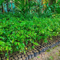agarwood tree samen für home garden cultivation and botanical collection