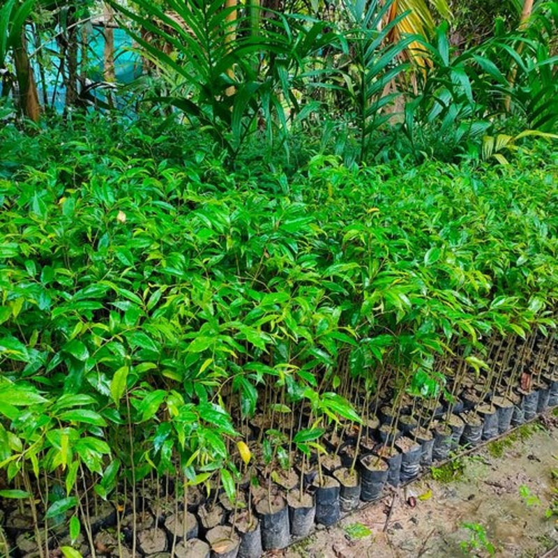 agarwood tree samen für home garden cultivation and botanical collection