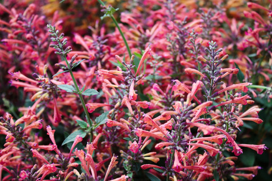 Agastache aurantiaca cana Samen for hummingbird mint Garten