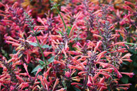Agastache aurantiaca cana Samen for hummingbird mint Garten