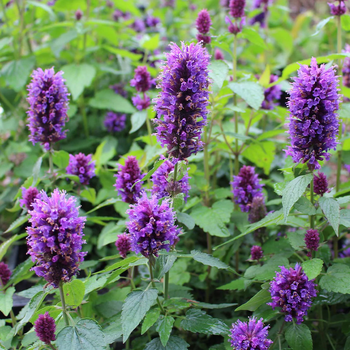 Agastache Blumensamen zur Aussaat kompakt Wuchs Traditionssorte & ohne Gentechnik Samen Hausgarten