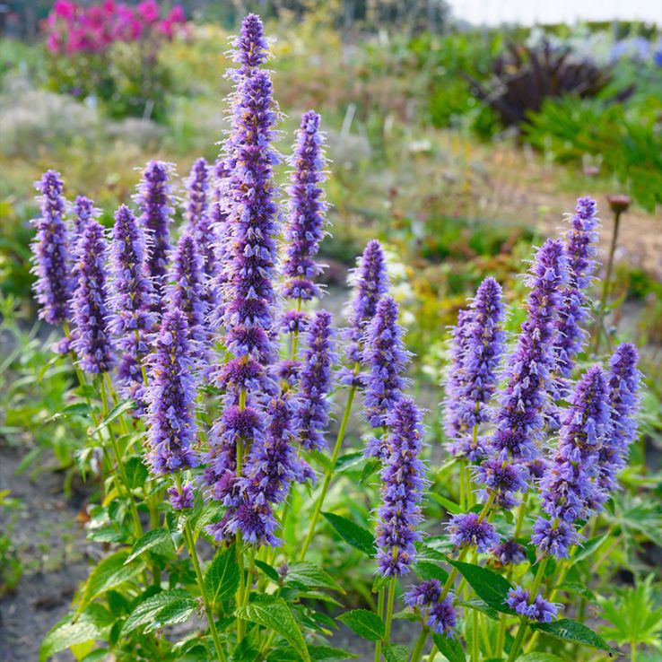 Agastache Mexicana Blumensamen zur Aussaat robust Sorte Traditionssorte & ohne Gentechnik Samen Hausgarten