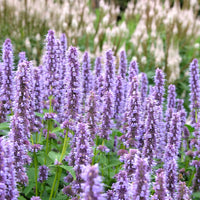riesig Anise Hyssop Blumensamen zur Aussaat Halbschatten verträglich Traditionssorte & ohne Gentechnik Samen Hausgarten
