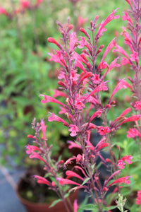 Agastache Samen Germinating in Warm, Sunny Conditions