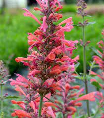 Agastache aurantiaca cana in full Garten bloom
