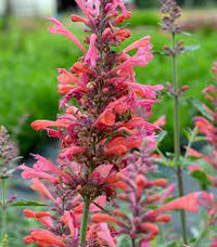 Agastache aurantiaca cana in full Garten bloom