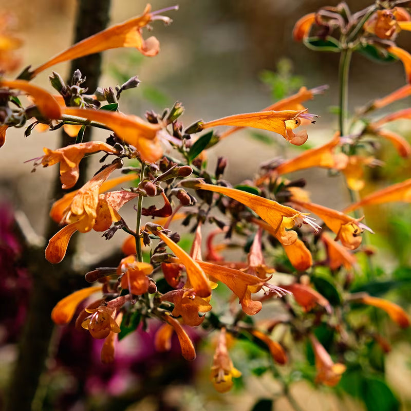 Orange Agastache Navajo Blumensamen zur Aussaat – Bestäuber freundlich – Traditionssorte & ohne Gentechnik Samen Hausgarten