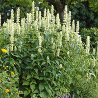 Agastache nepetoides Anbau in full sun Garten bed