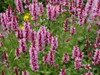 Agastache Blumensamen zur Aussaat kompakt Wuchs Traditionssorte & ohne Gentechnik Samen Hausgarten