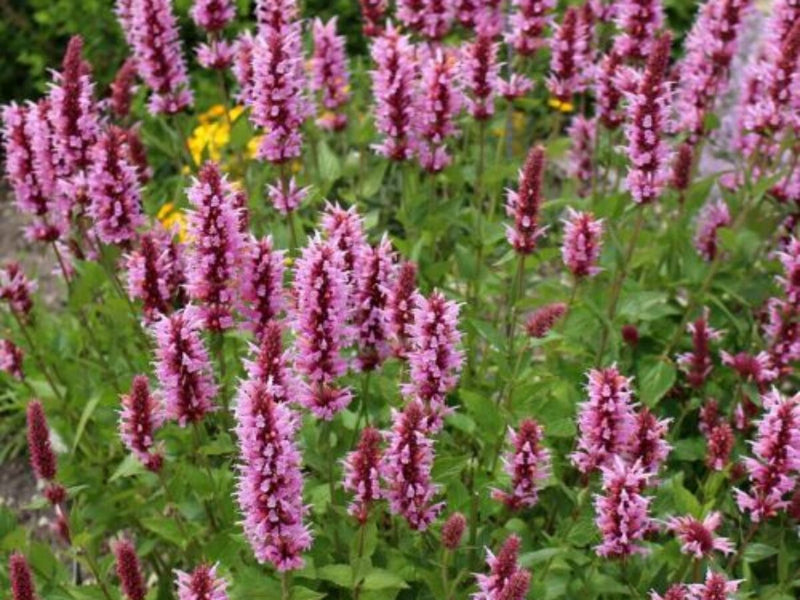 Agastache Blumensamen zur Aussaat kompakt Wuchs Traditionssorte & ohne Gentechnik Samen Hausgarten