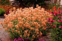 Orange Agastache Navajo Samen zur Aussaat – leuchtend mehrjährig Blumen