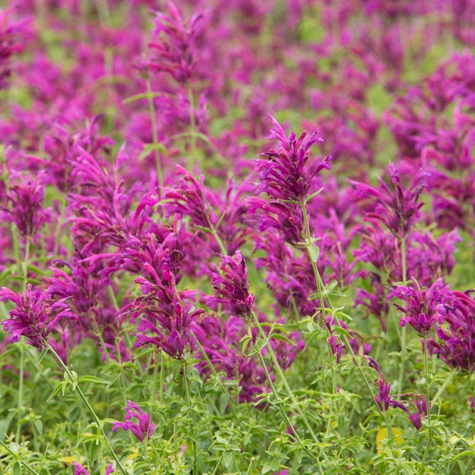 Agastache Cana Blumensamen zur Aussaat – Drought verträglich – Traditionssorte & ohne Gentechnik Samen Hausgarten