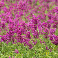 Agastache Cana Blumensamen zur Aussaat – Drought verträglich – Traditionssorte & ohne Gentechnik Samen Hausgarten