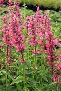 Young Red Agastache Seedlings Anbau in Full Sun