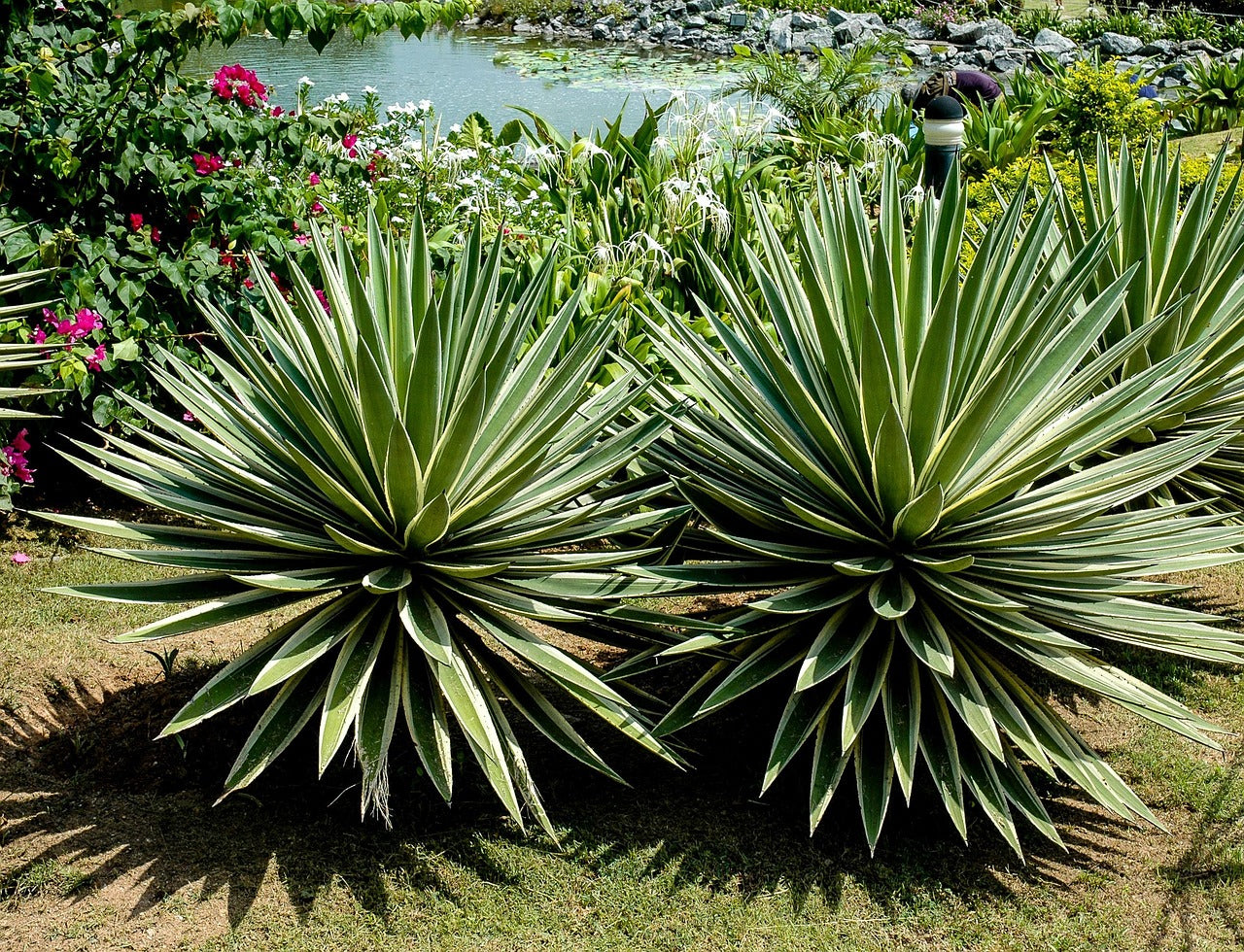 Grün Agave Angustifolia Blumensamen zur Aussaat ideal Rabatten Traditionssorte & ohne Gentechnik Samen Hausgarten