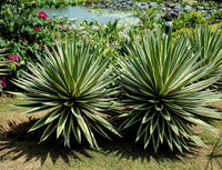 Grün Agave Angustifolia Blumensamen zur Aussaat ideal Rabatten Traditionssorte & ohne Gentechnik Samen Hausgarten