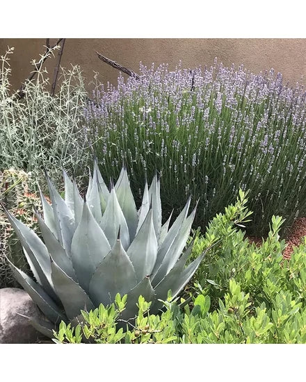 Agave Havardiana Succulent Blumensamen zur Aussaat – duftend Blüten – Traditionssorte & ohne Gentechnik Samen Hausgarten