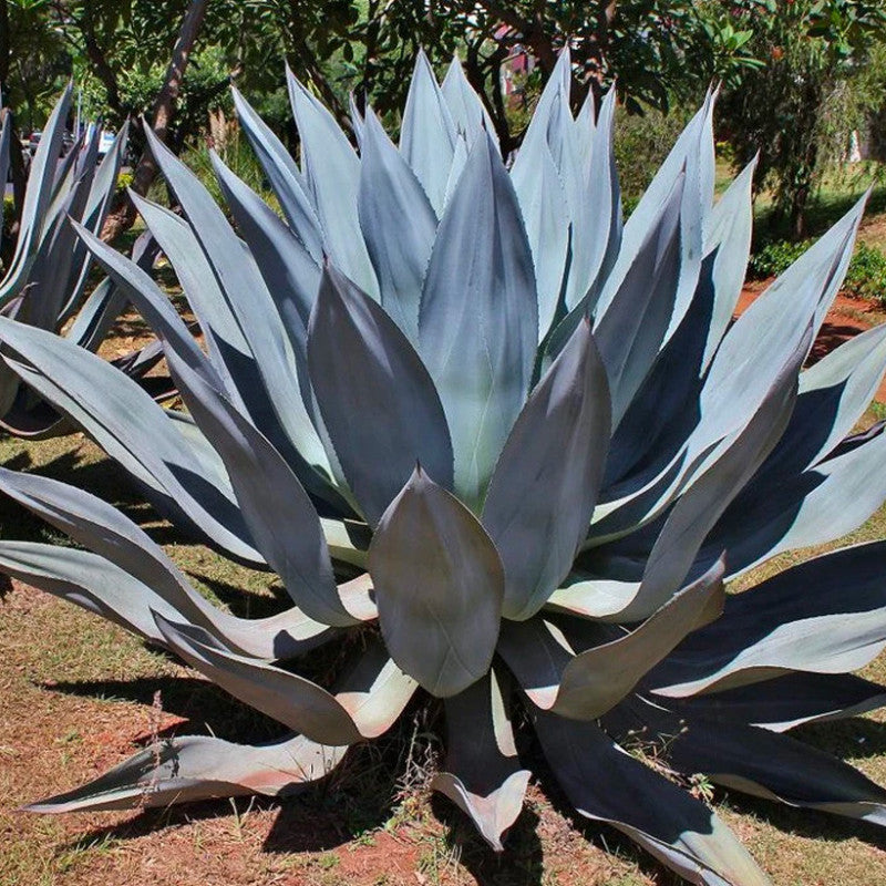 Agave Kerchovei Samen for Aussaat