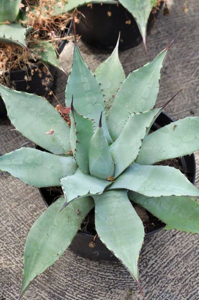 Traditionssorte Agave Pflanzen Samen zur Aussaat Anzucht Traditionssorte & ohne Gentechnik Samen Hausgarten