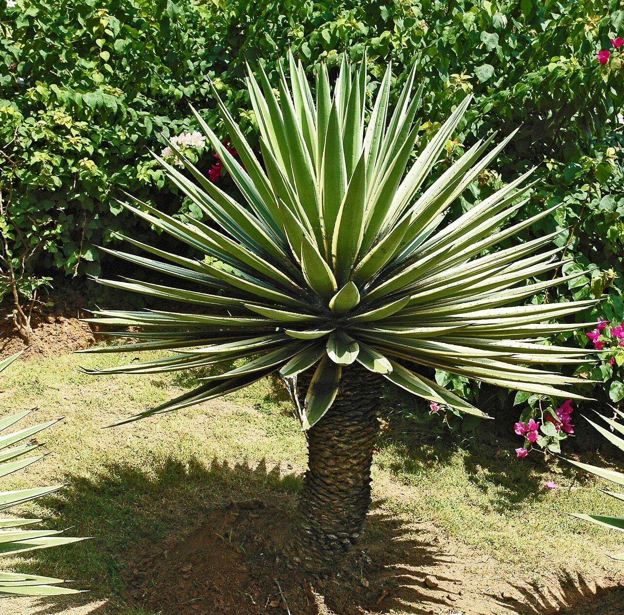 Grün Agave Angustifolia Blumensamen zur Aussaat ideal Rabatten Traditionssorte & ohne Gentechnik Samen Hausgarten