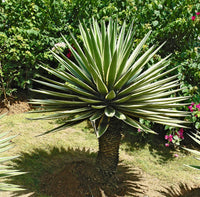 Grün Agave Angustifolia Blumensamen zur Aussaat ideal Rabatten Traditionssorte & ohne Gentechnik Samen Hausgarten