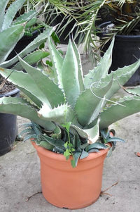 Traditionssorte Agave Pflanzen Samen zur Aussaat Anzucht Traditionssorte & ohne Gentechnik Samen Hausgarten