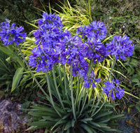 Mischung Agapanthus Blumensamen zur Aussaat – ideal Rabatten – Traditionssorte & ohne Gentechnik Samen Hausgarten
