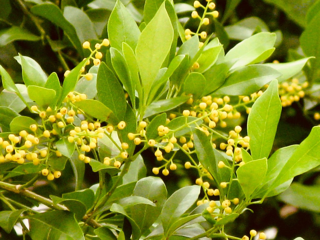 Aglaia Odorata Blumensamen zur Aussaat leuchtend Blüten Traditionssorte & ohne Gentechnik Samen Hausgarten
