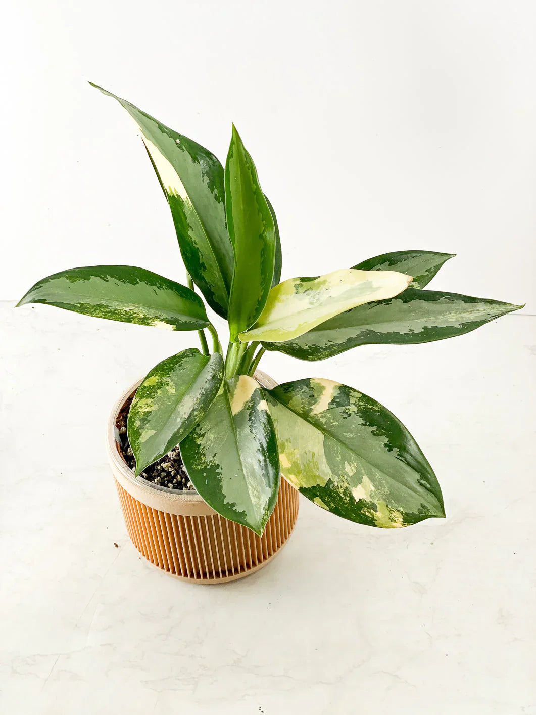 Aglaonema Samen Germinating in Moist Potting Mix